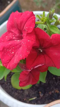 IMG_20230602_063624_862.webp