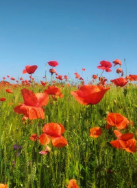 In3426_Gallery.webp