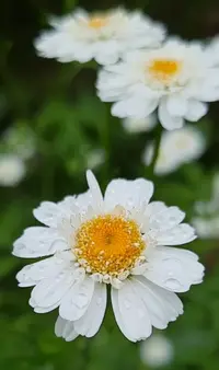 22279.webp
