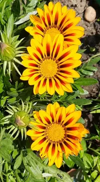 90876.webp