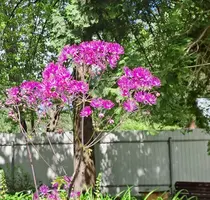 IMG-20230610-WA0004.webp
