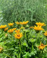 85223_Gallery.webp