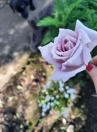 3529_Gallery.webp