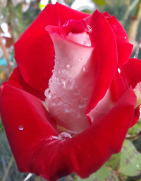 5555_Gallery.webp
