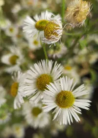 92339_Gallery.webp