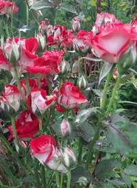 92133_Gallery.webp