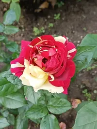 IMG20230701104544.webp