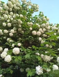 77940C1A-9B0F-4522-9AAE-D1C1D3ADA968.webp