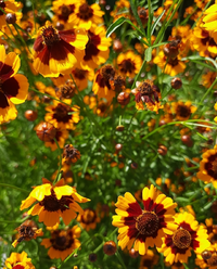 333335_Gallery.webp