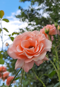 0077.webp