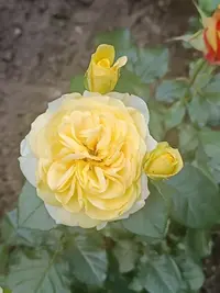 IMG20230709115429.webp