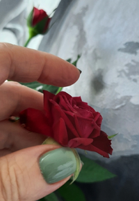Royz1801521_Gallery.webp