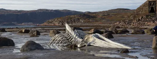 Leviathan-Whale-carc.webp