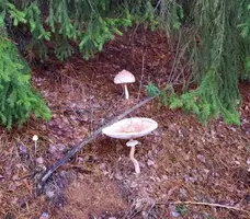 IMG-20230728-WA0004.webp
