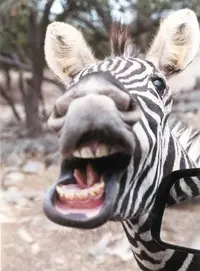 image-10.webp