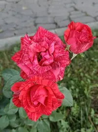 20230827110734.webp