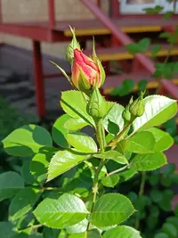 20230827110948.webp