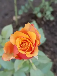 20230912121526.webp