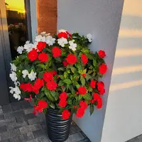 IMG_20230925_211655_(1080_x_1080_piksel).webp