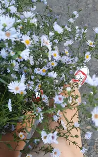 2809.webp
