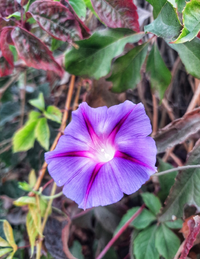 Ok4Gallery.webp