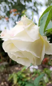 IMG_20231013_141701.webp
