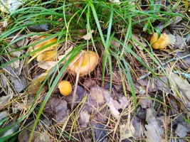 IMG-20231015-WA0028.webp