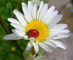 25eb7.webp