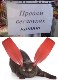 1699510992123834747.webp