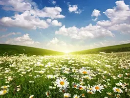 c80be95a7fcd997fa0fa103e7f6223d0.webp