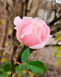 321.webp