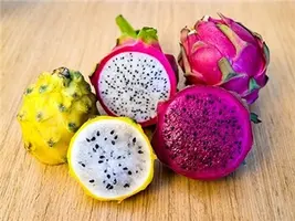 Dragon-Fruit-Colored.webp
