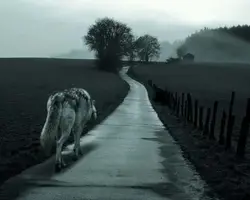 odinochestvo.webp