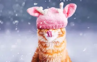 AA5055B0-4808-4DA2-8EE7-96BF11CF99DB.webp