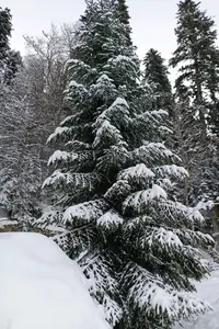 лес-1.webp