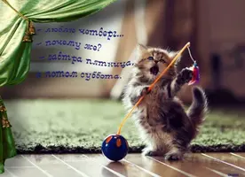 DD41347B-1A80-4E10-AD3C-4E5B9CE7AABB.webp