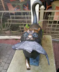 кот.webp
