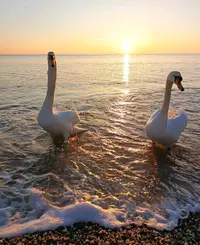 777999.webp