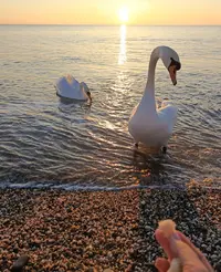 90999.webp