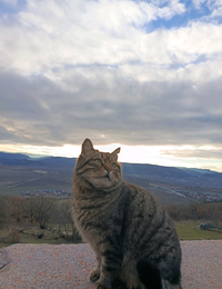 sгора.webp