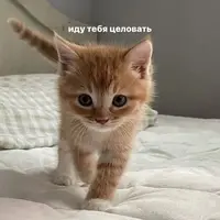 1200-нстрн.webp