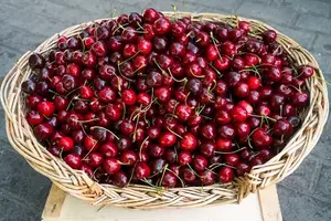 1200-чршн.webp