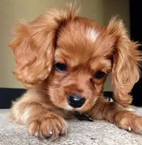 F9CF77F9-A9A3-4C49-8007-B4A5976AA611.webp