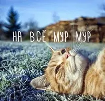 VlG2FWN92Io.webp