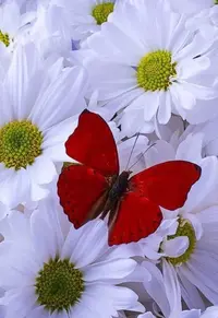A8919AB9-44A2-4F25-884B-9428F09F8531.webp