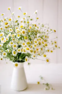 510.webp