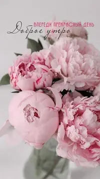 1200-утр.webp