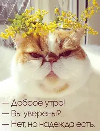 1200-утр.webp