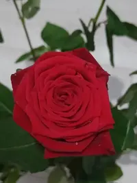 20240402192909.webp