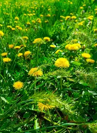 одувашки.webp